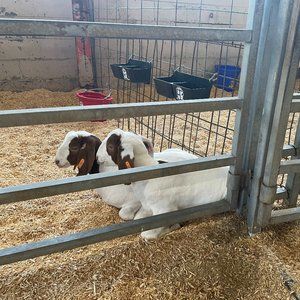 Meet your Posher, Casey